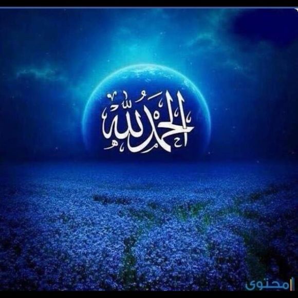 amrsaadany42
